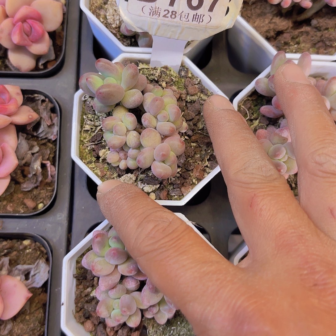 D767苹果奶一物一拍