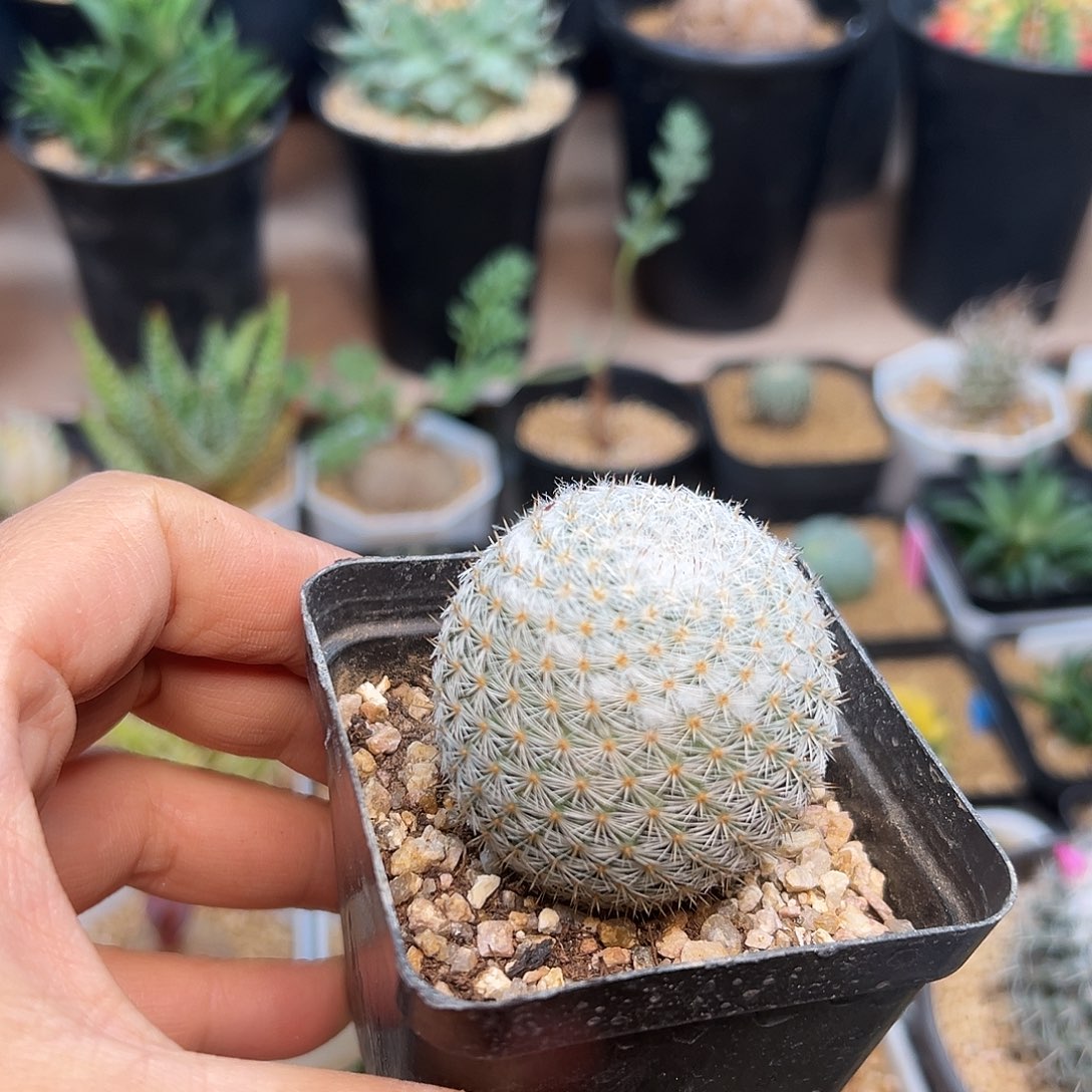 雪顶希望丸实生球一颗