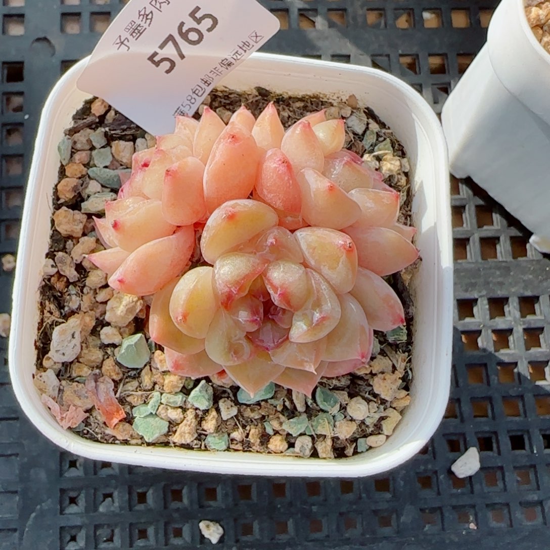 话梅糖，5765多肉植物