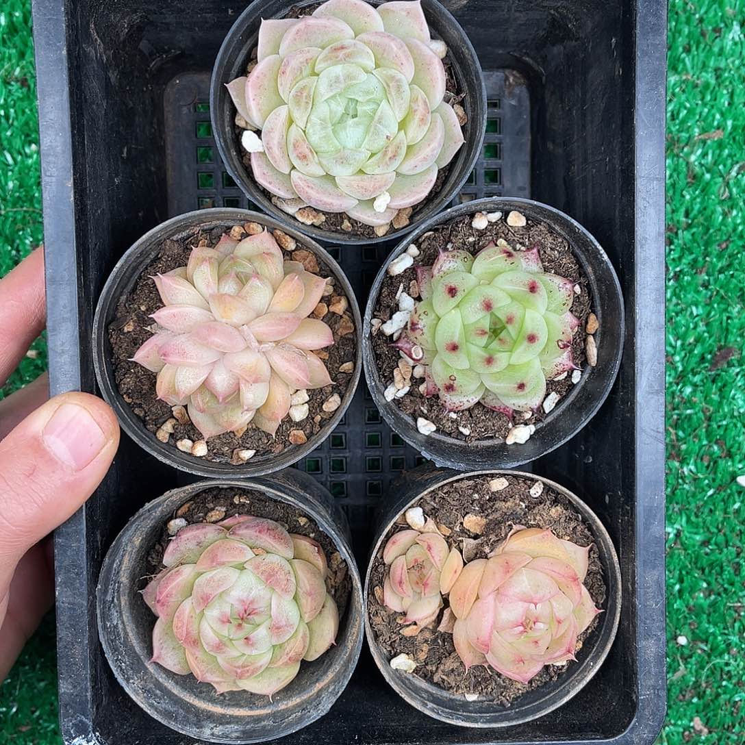 多肉一物一拍31-142