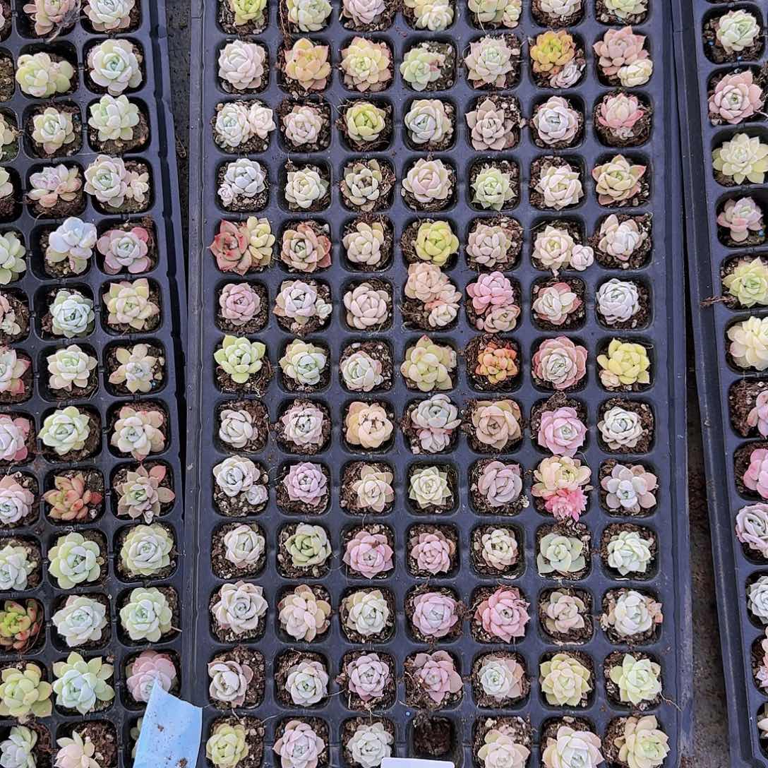 直播一物一拍多肉03