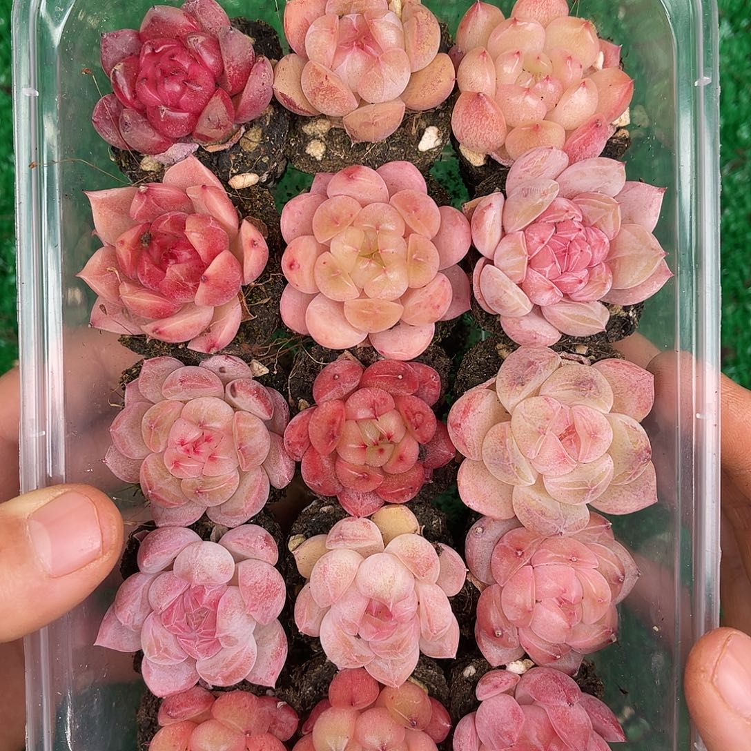 多肉一物一拍31-109