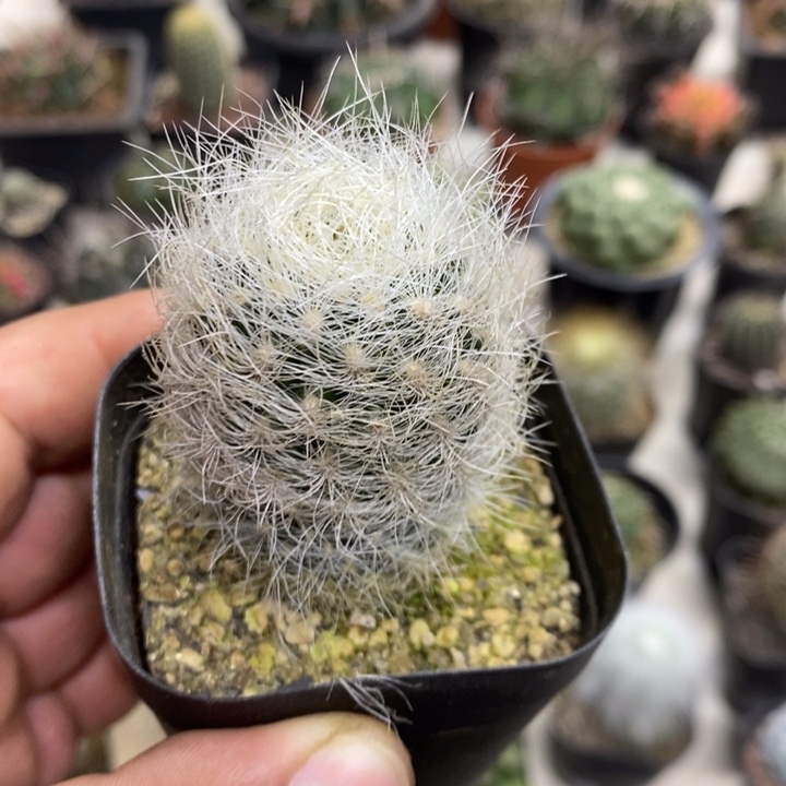 实生浑伦玉特价福利