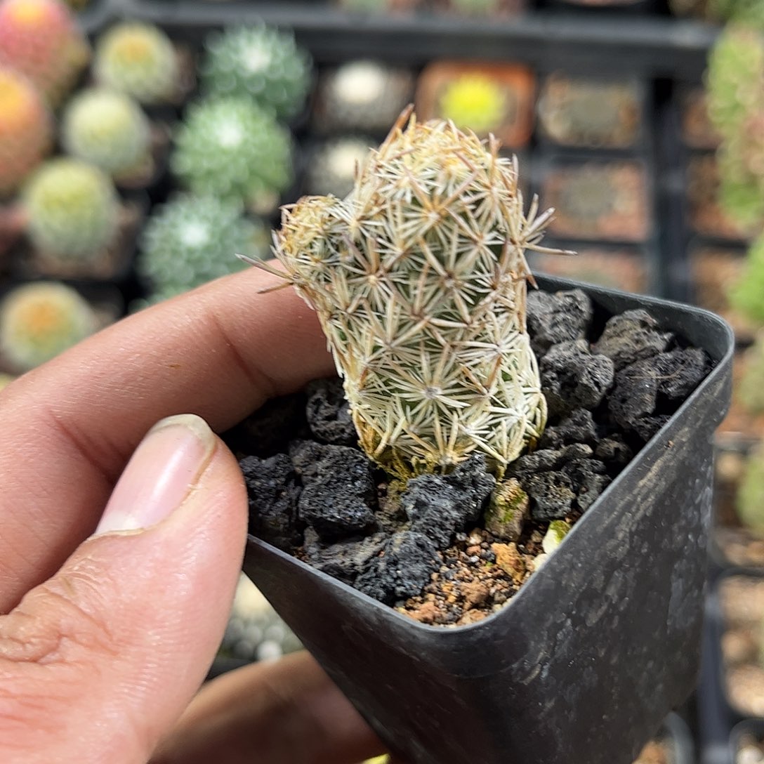 紫王子单头发货单