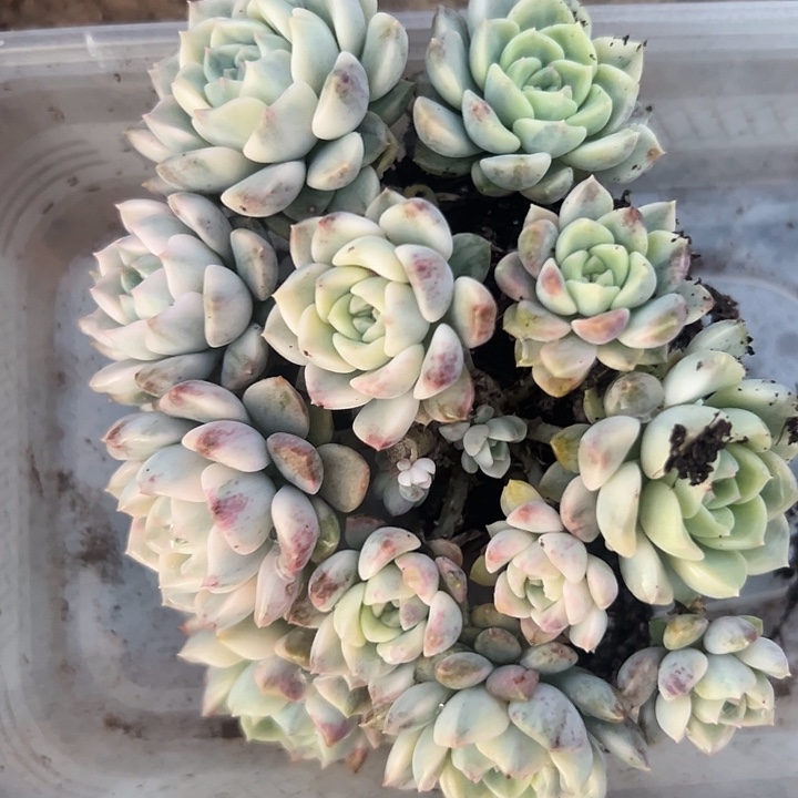 多肉锦粉布偶锦好好看