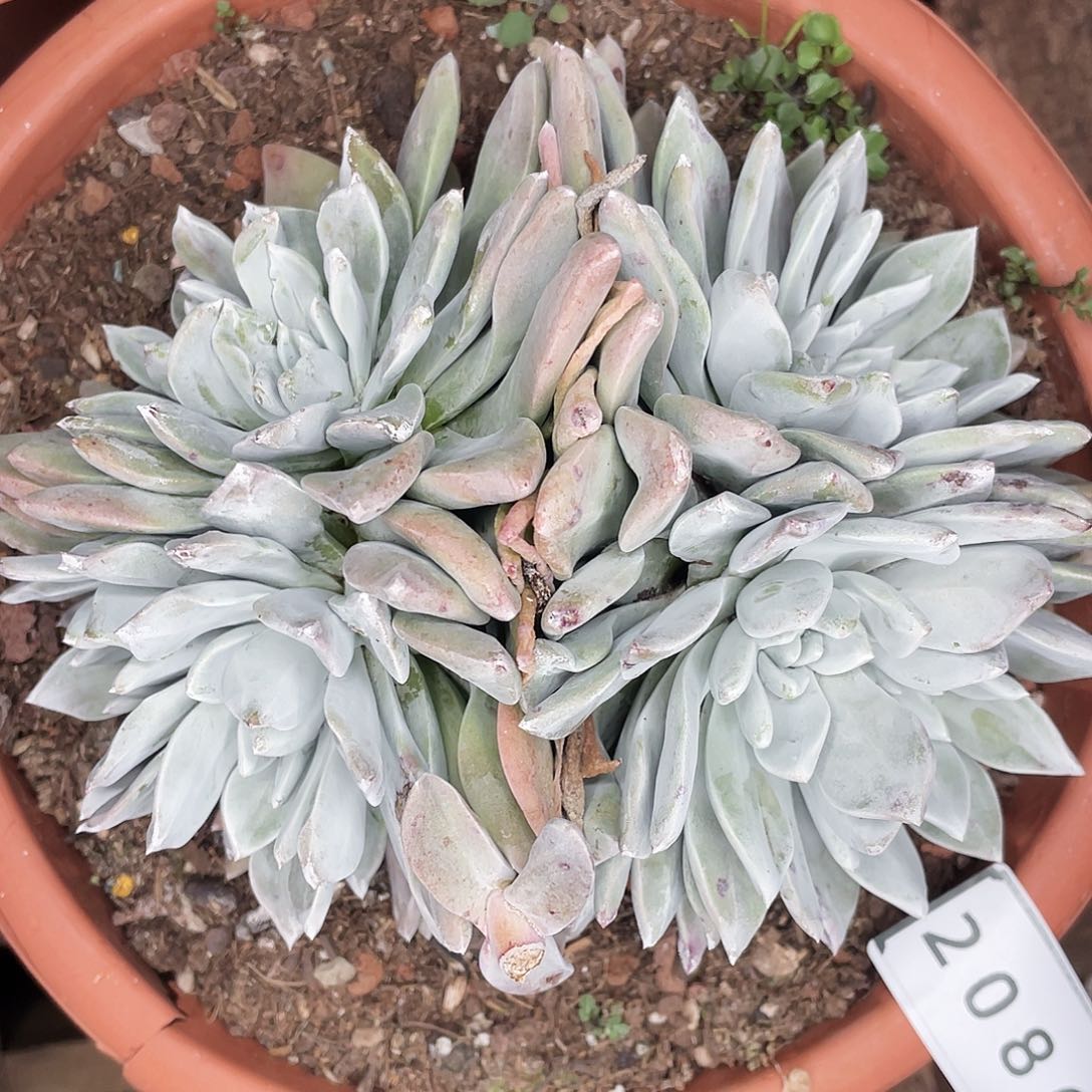 墨西哥厚叶苹果叶大群2086