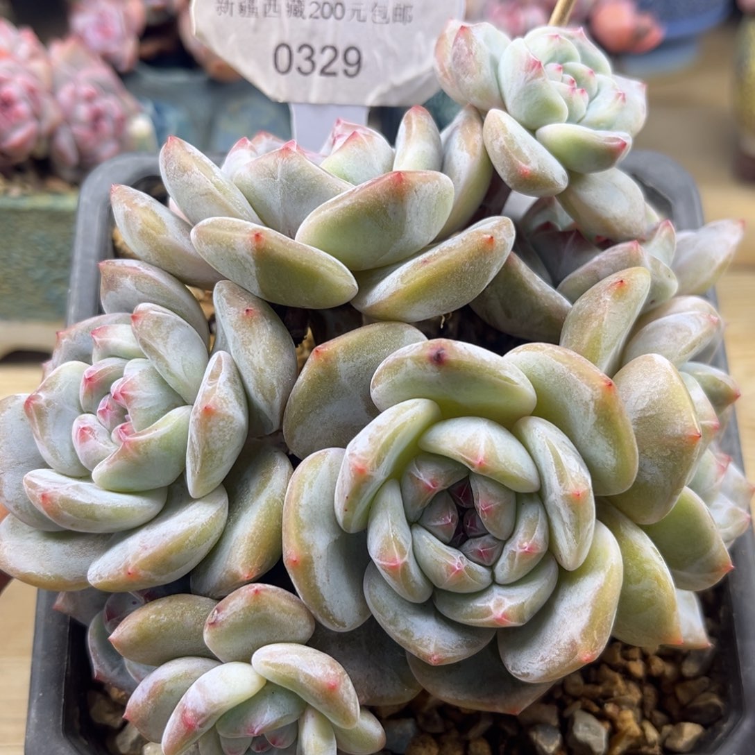 黄底紫心329/13cm7头
