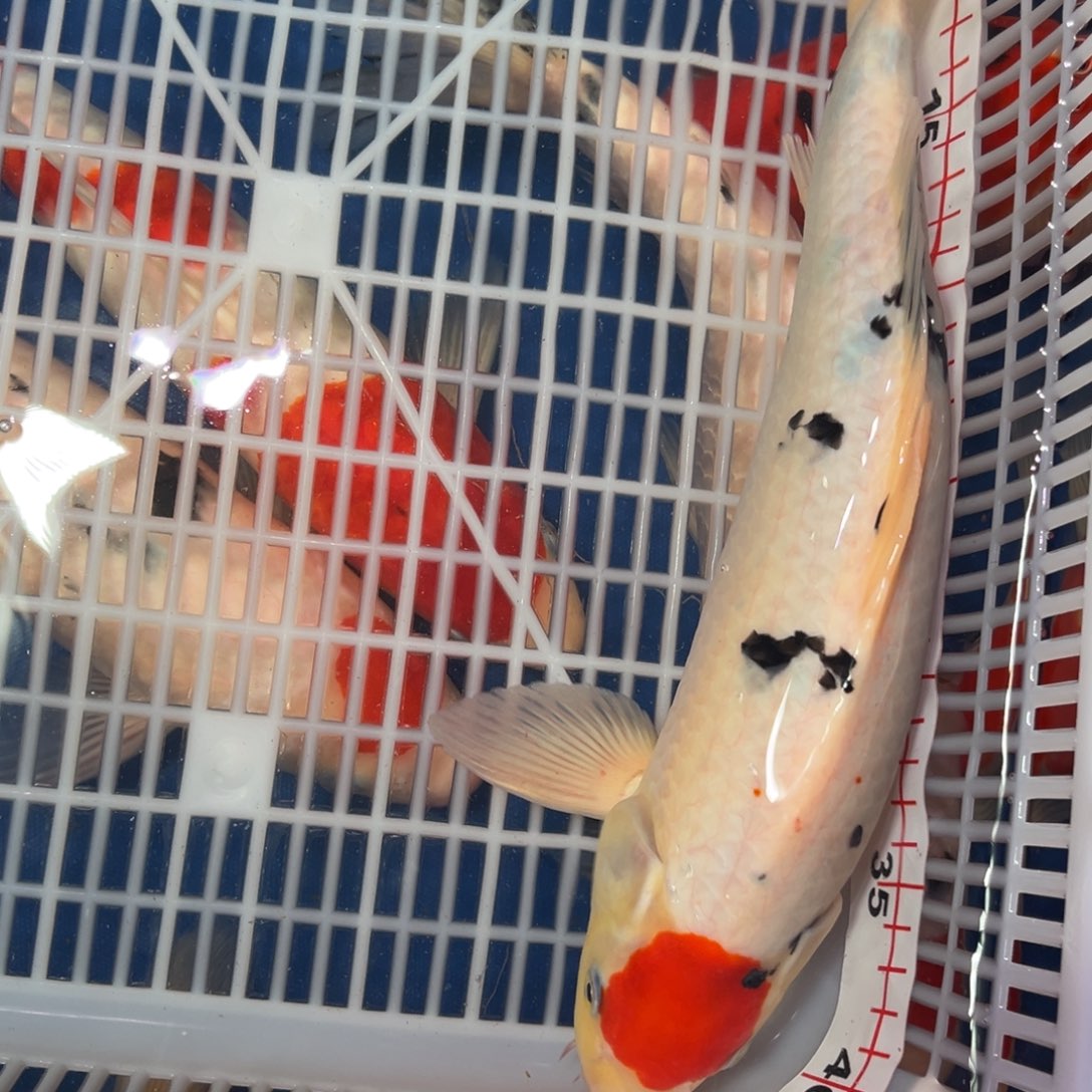 锦鲤锦上锦鲤 11111111