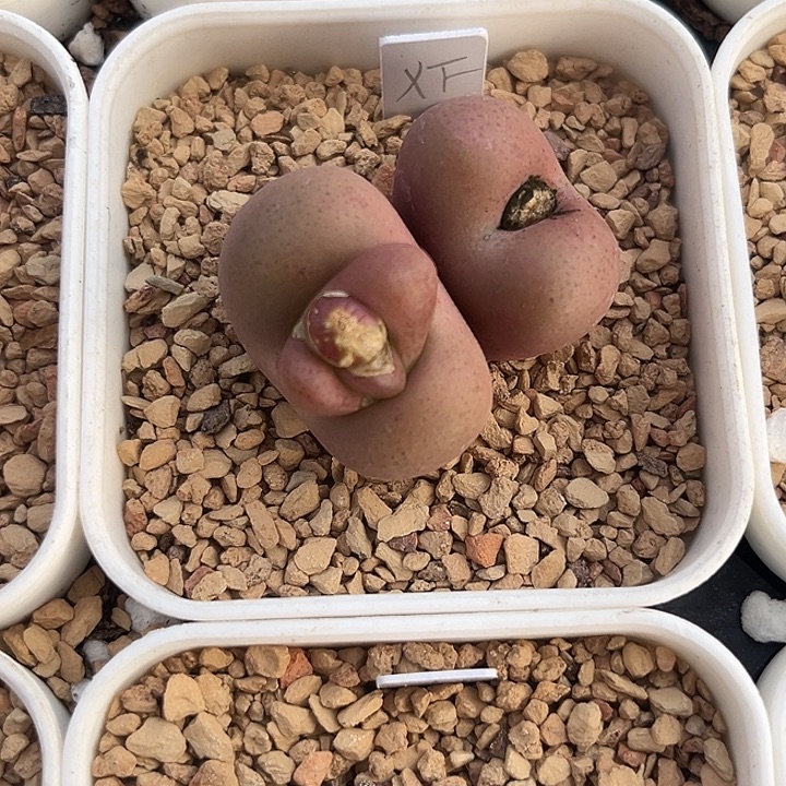 小粉。吕氏经典款。 