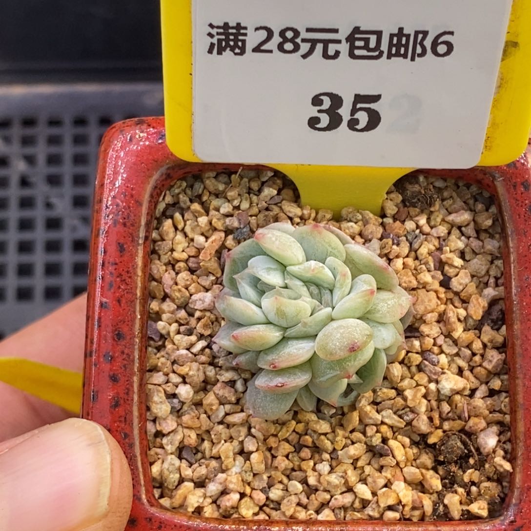 635白恋缀化多肉植物