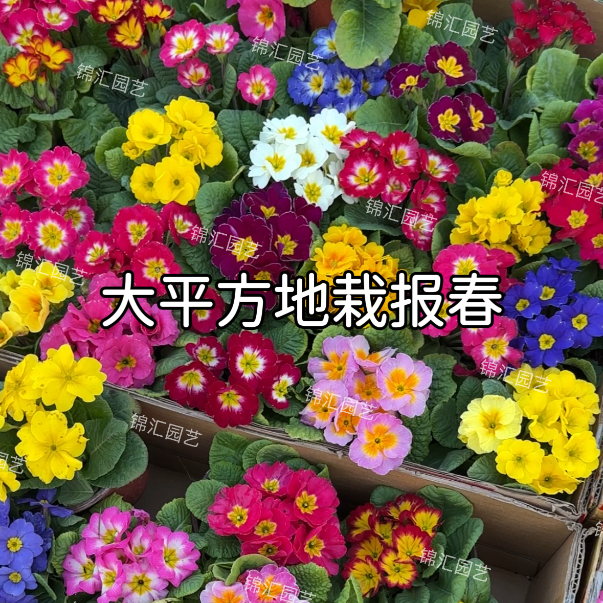 欧洲报春花盆栽耐寒地栽冬季带花苞发货四季常绿花期长花卉