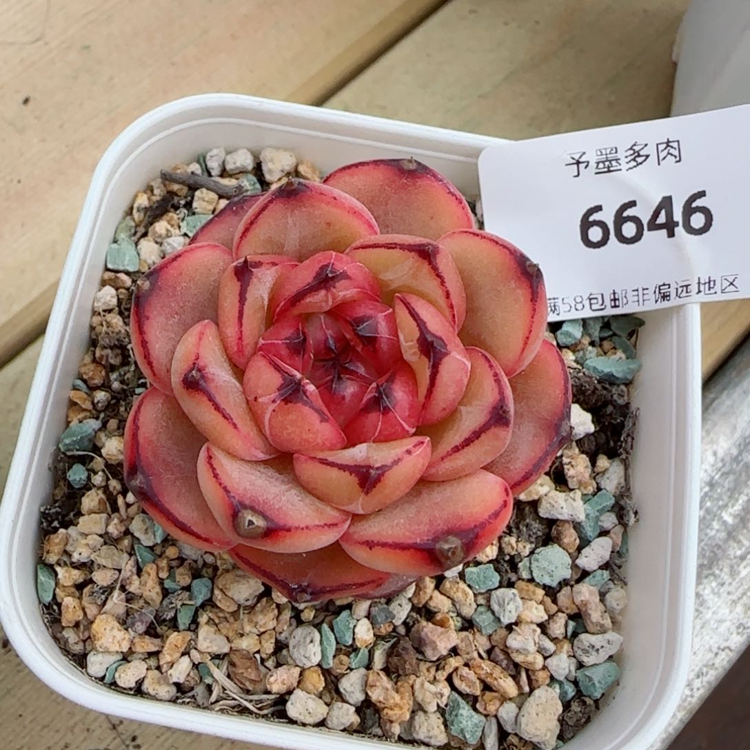 星光珍妮，6646多肉植物