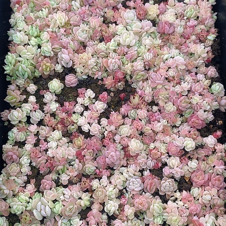 89 多肉植物盆栽花卉植物