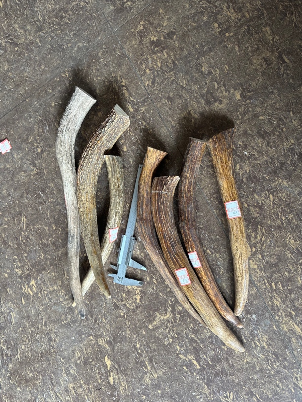 鹿角角 高密度 雕刻料 根雕