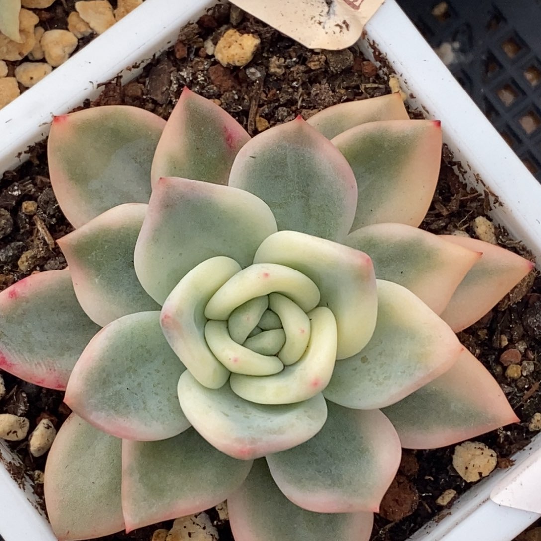 470伊丽莎白锦单头带根