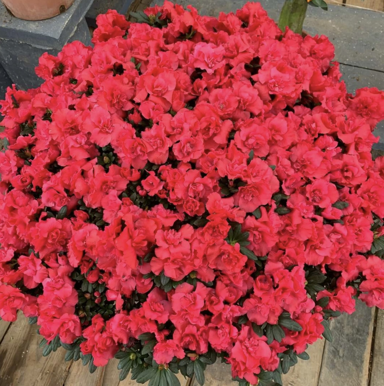 芷间园艺 精品中国红杜鹃 满树花苞