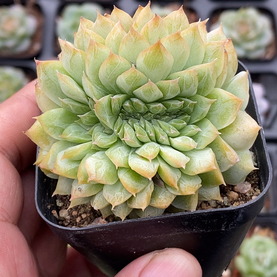 麦女缀化30包邮非偏远