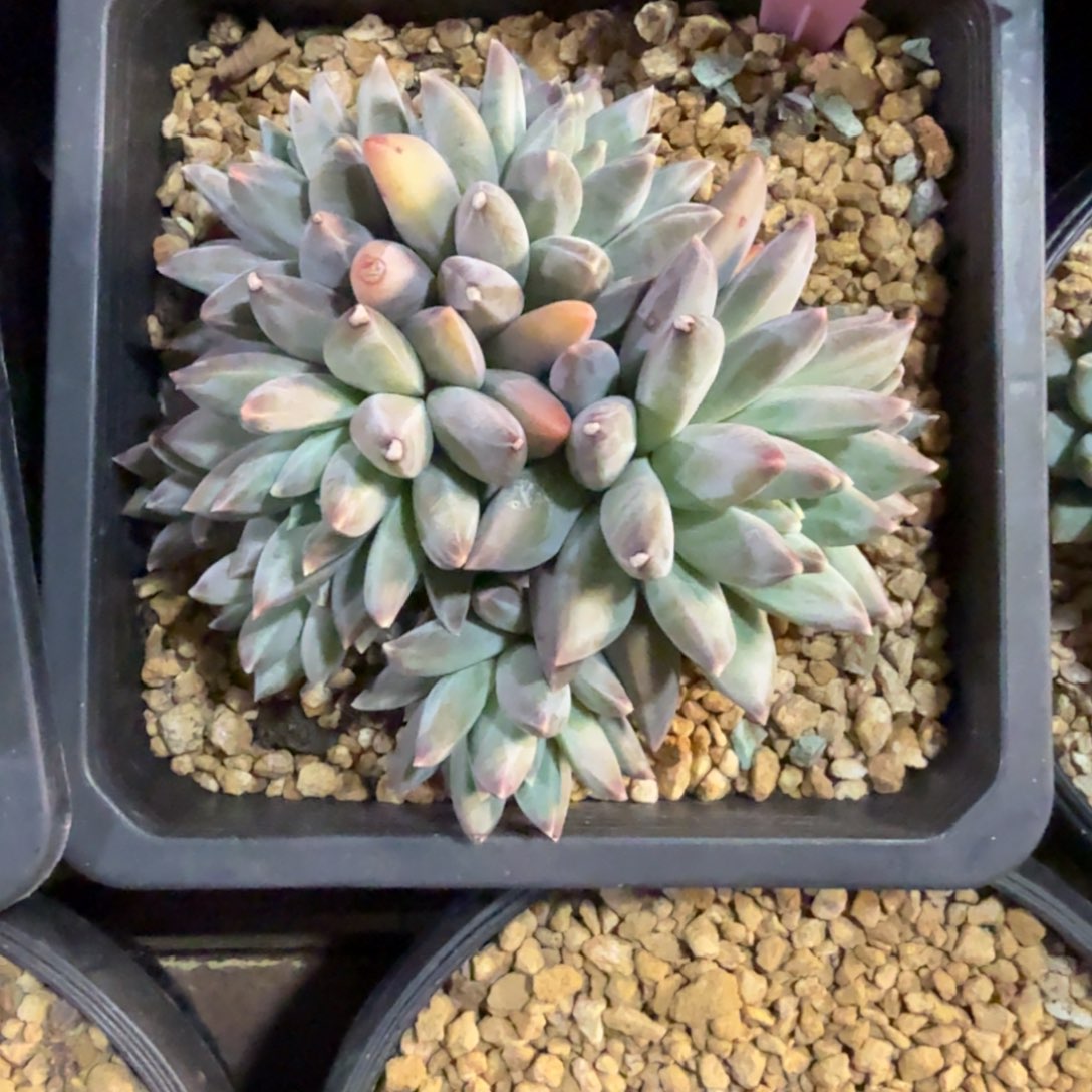 幻影美人1111111111111111