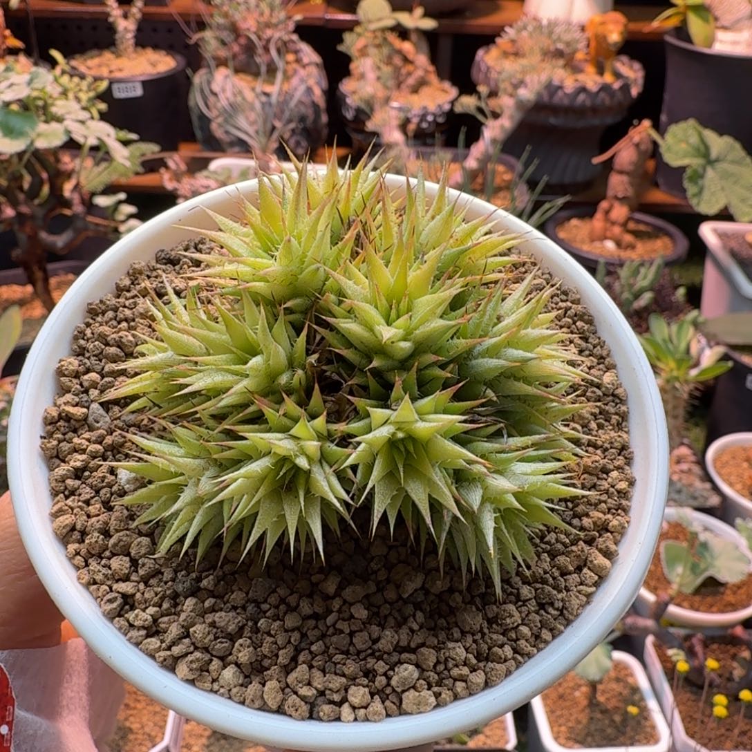 坨坨凤369 仙人掌