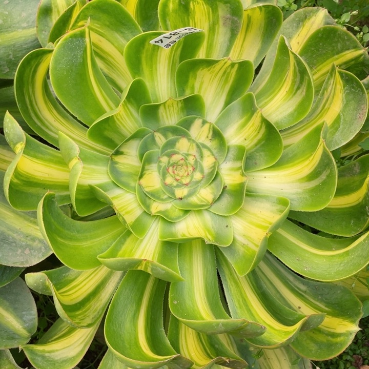 814暴君多肉12345678