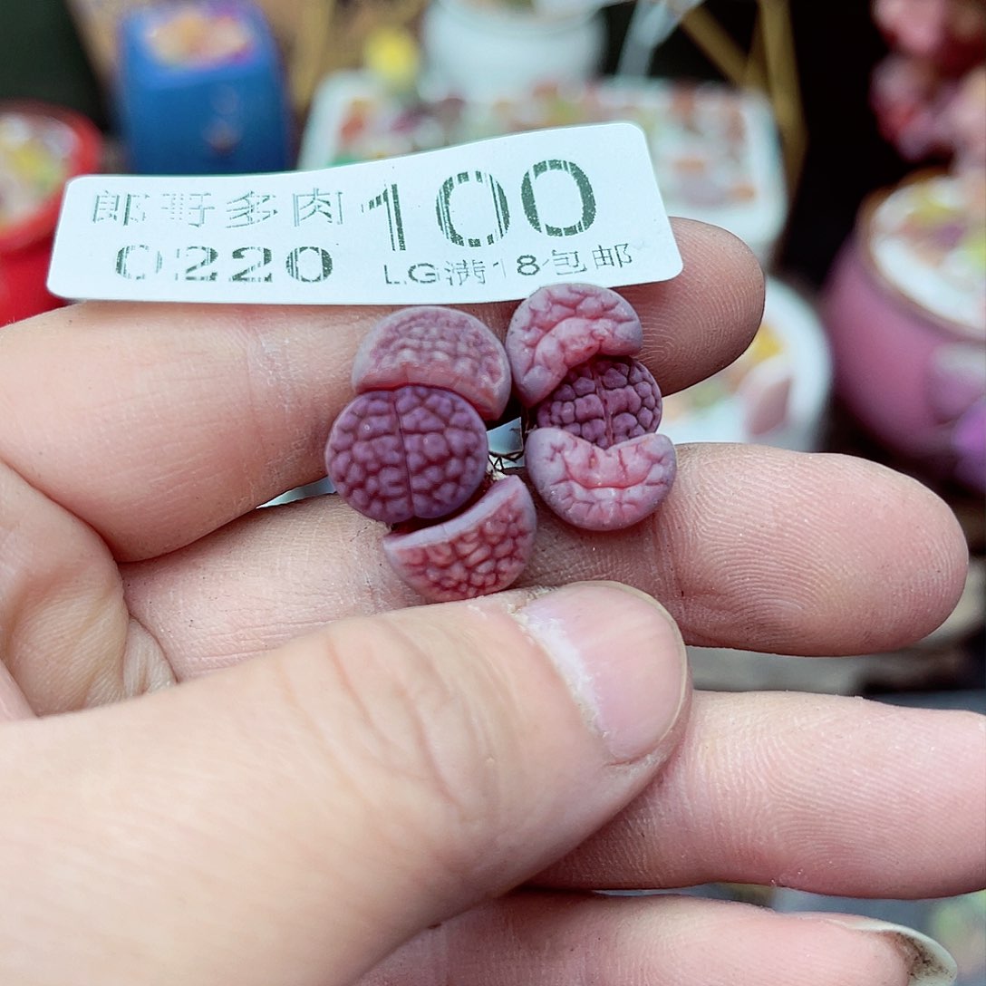 郎哥多肉生石花20-100