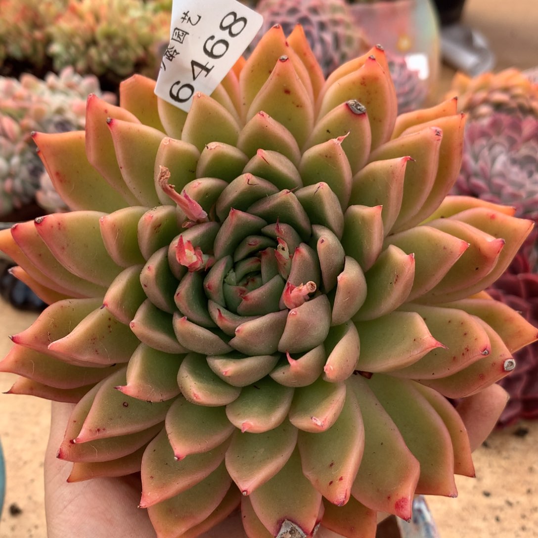 6468有叶伤杂交多肉植物