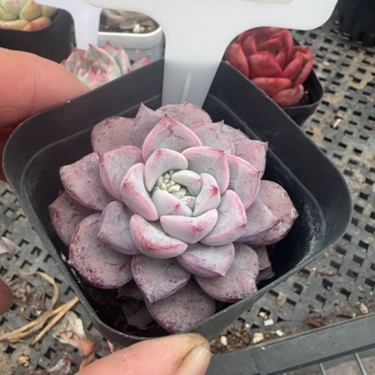 123维特 一物一拍多肉