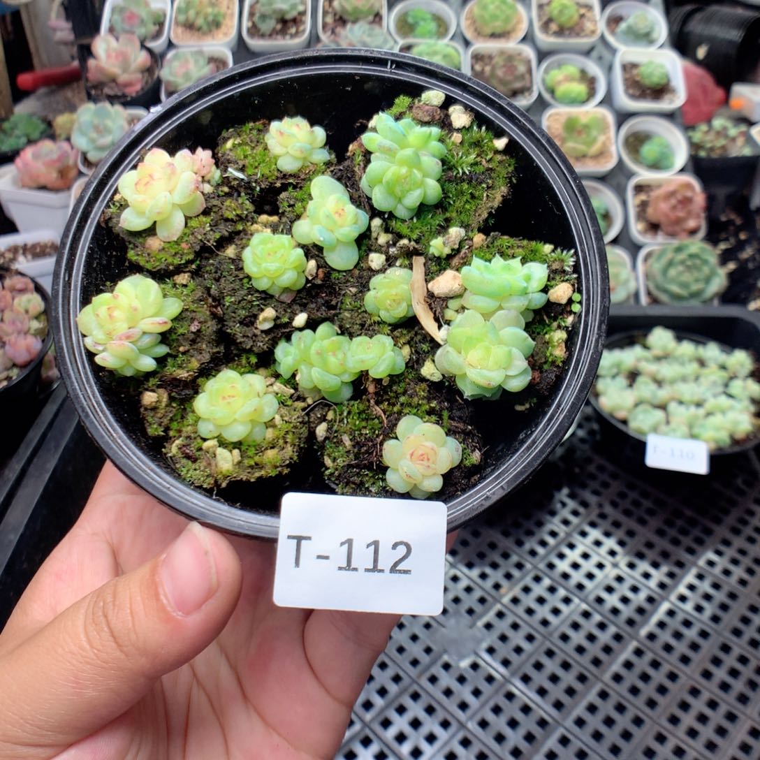无花朵T112英语英语