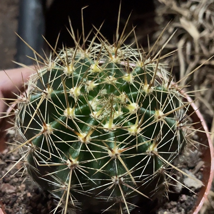 12号实生狂刺彩草