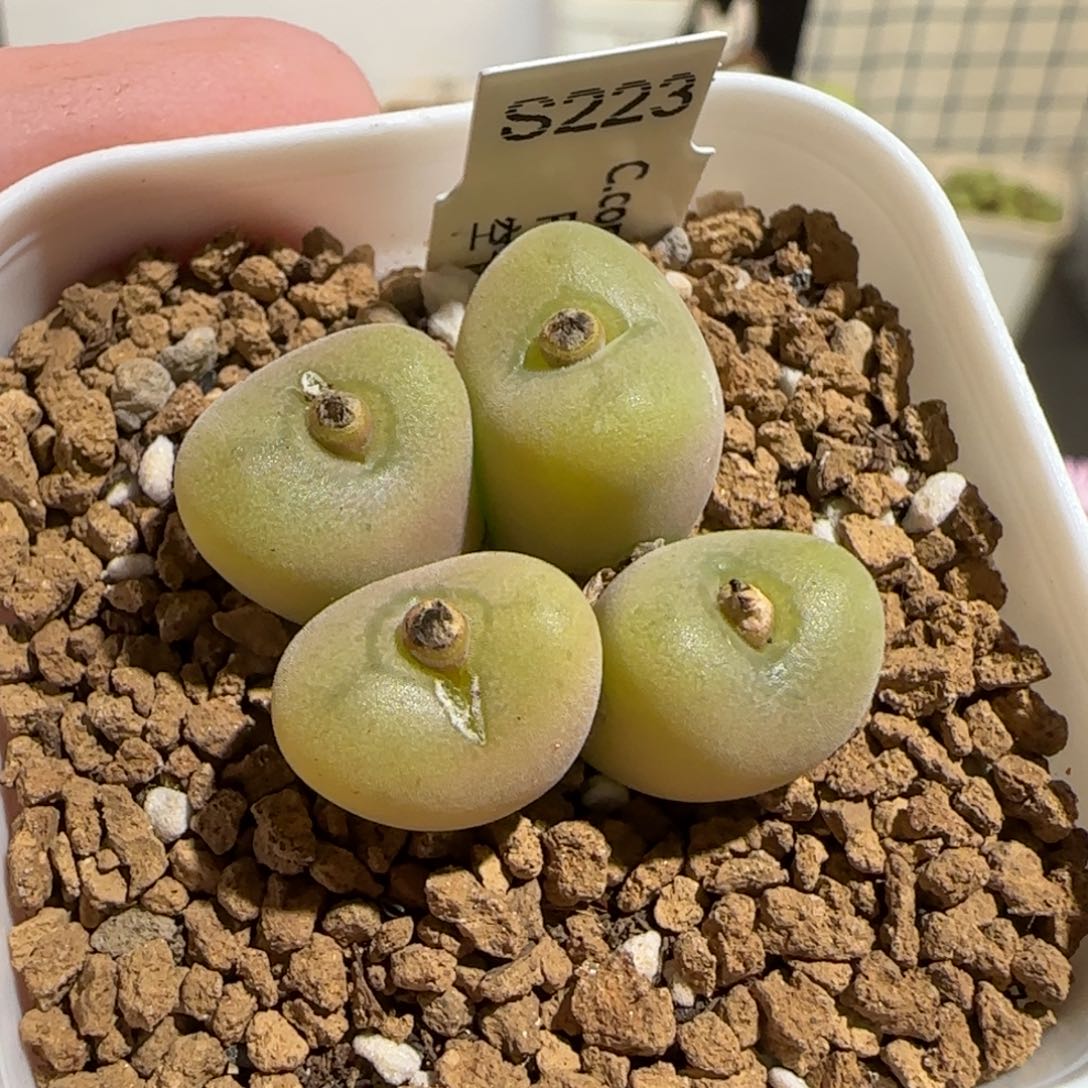 肉锥多肉植物组合-空卡佛母本1009