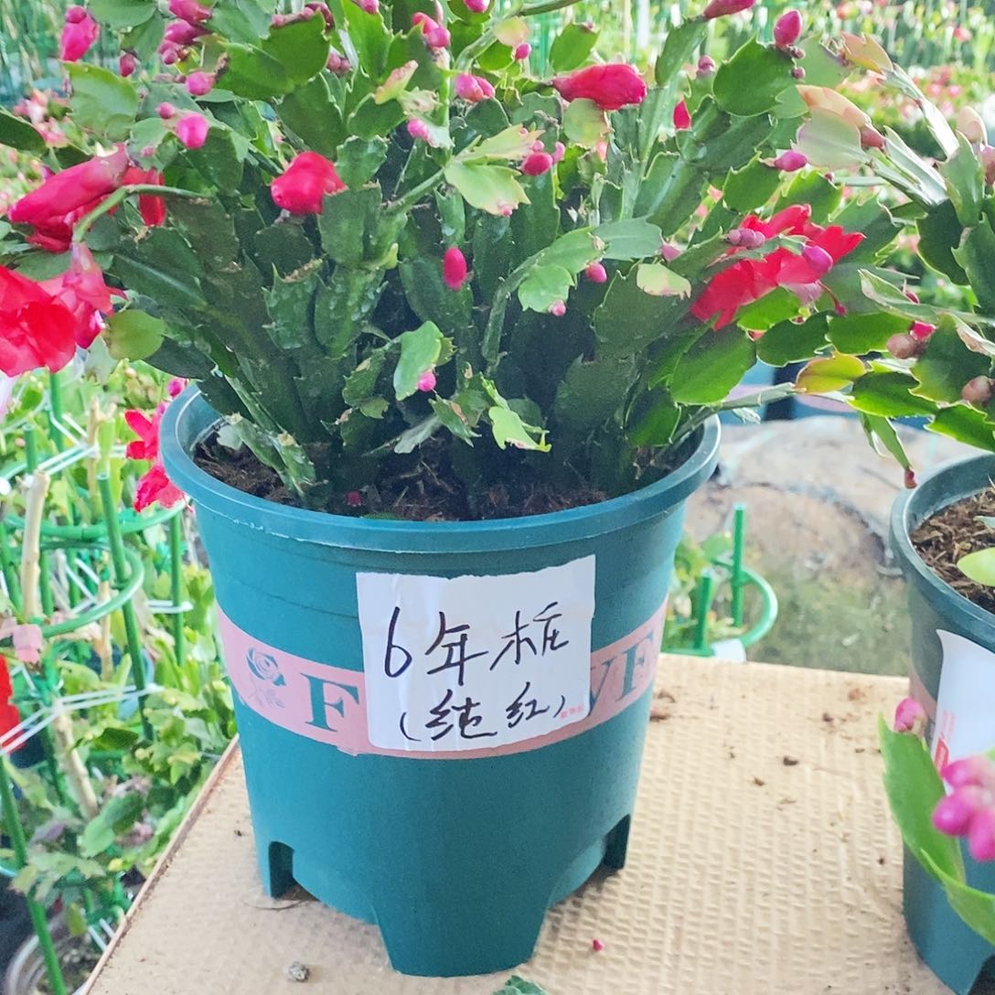 无花朵6年老桩纯红色福利