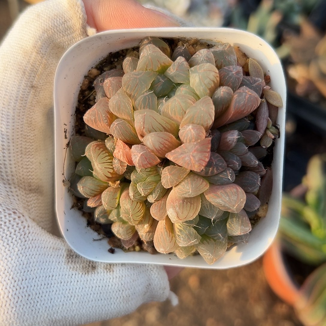 玉露呃呃呃呃呃呃