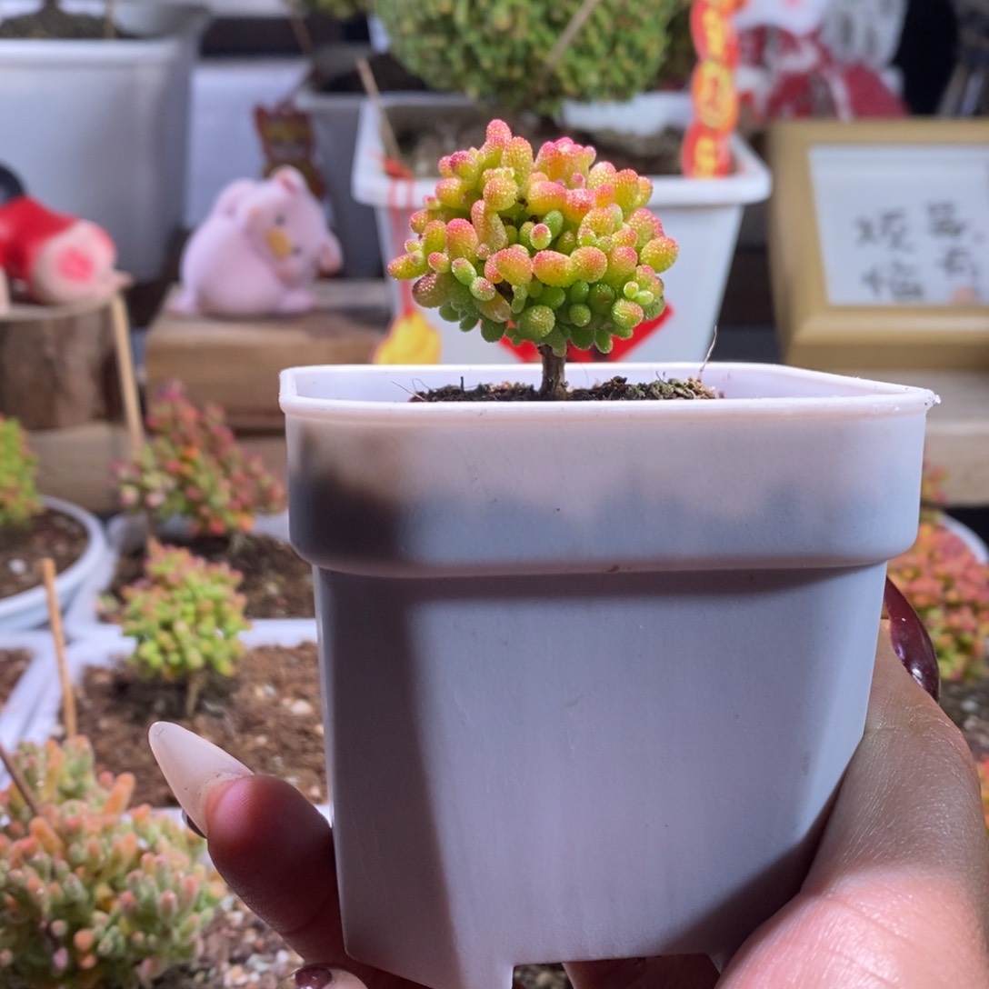 福利秒蜜橘带盆土发货一物一拍