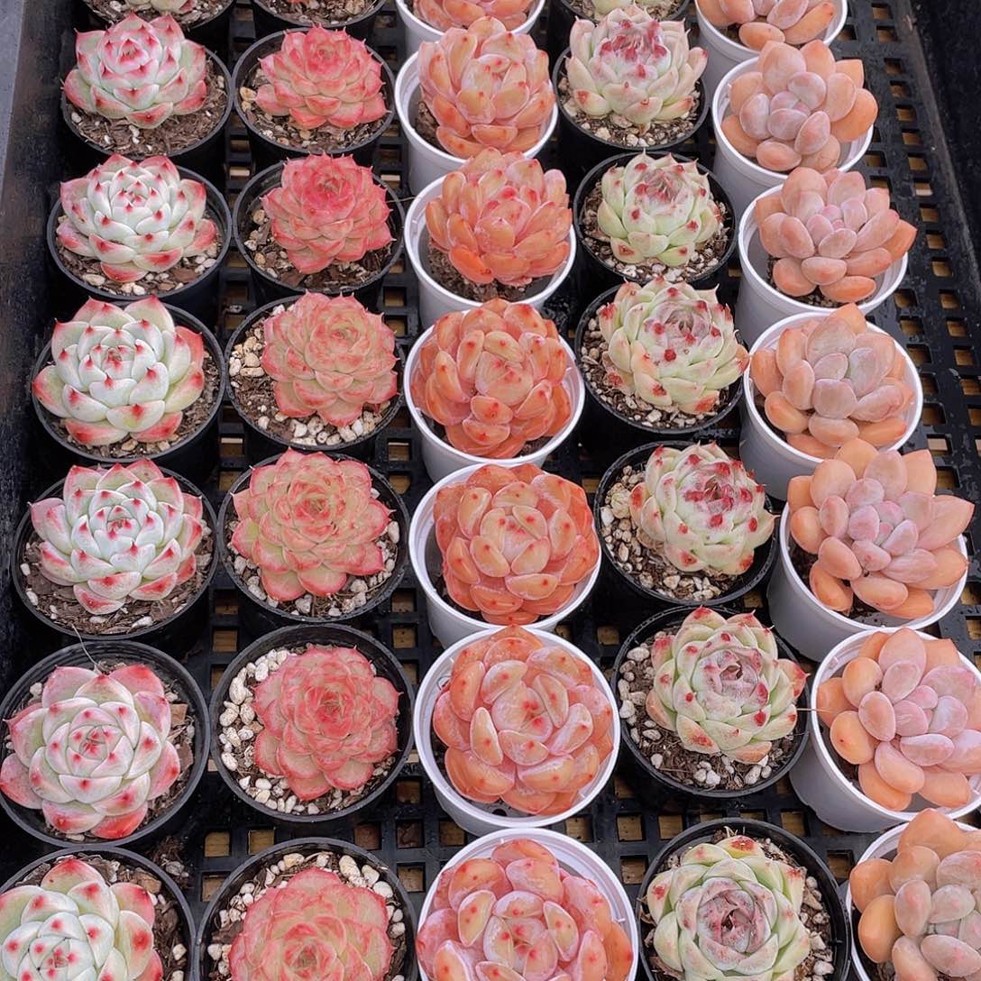 量拍82号 精美组合多肉单头5个