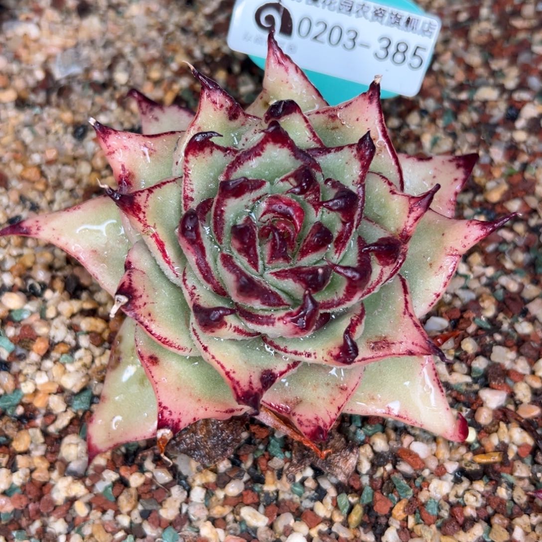 多肉一物一拍0203-385螺丝钉