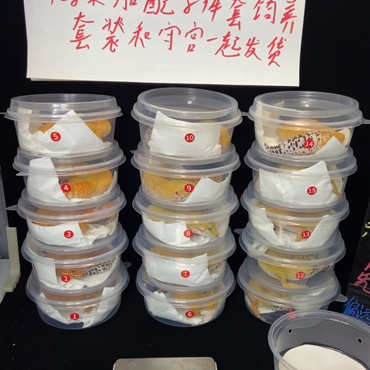 豹纹守宫88元成体挑选