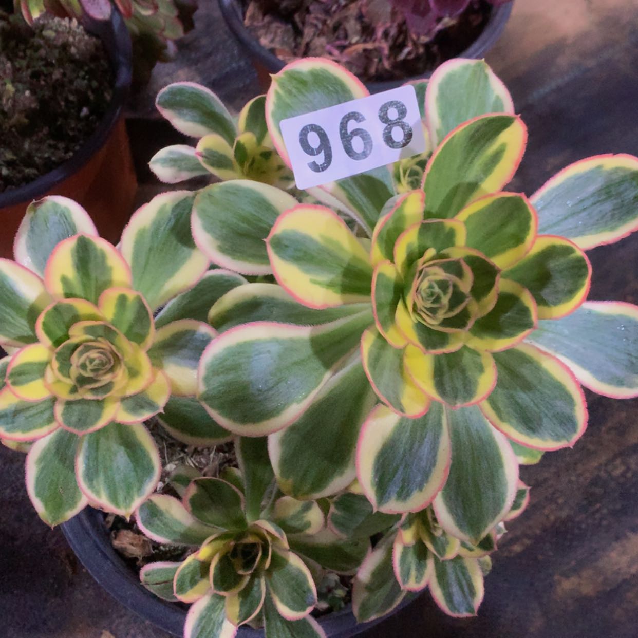 【闪购商品】968燕姿多肉