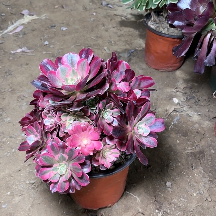 多肉植物美杜莎7