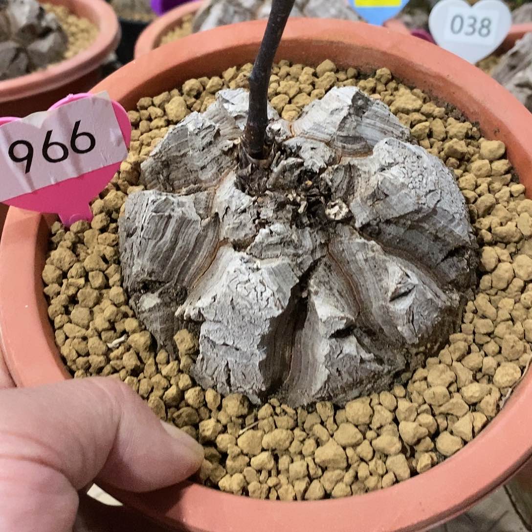 南非龟甲龙龟甲龙