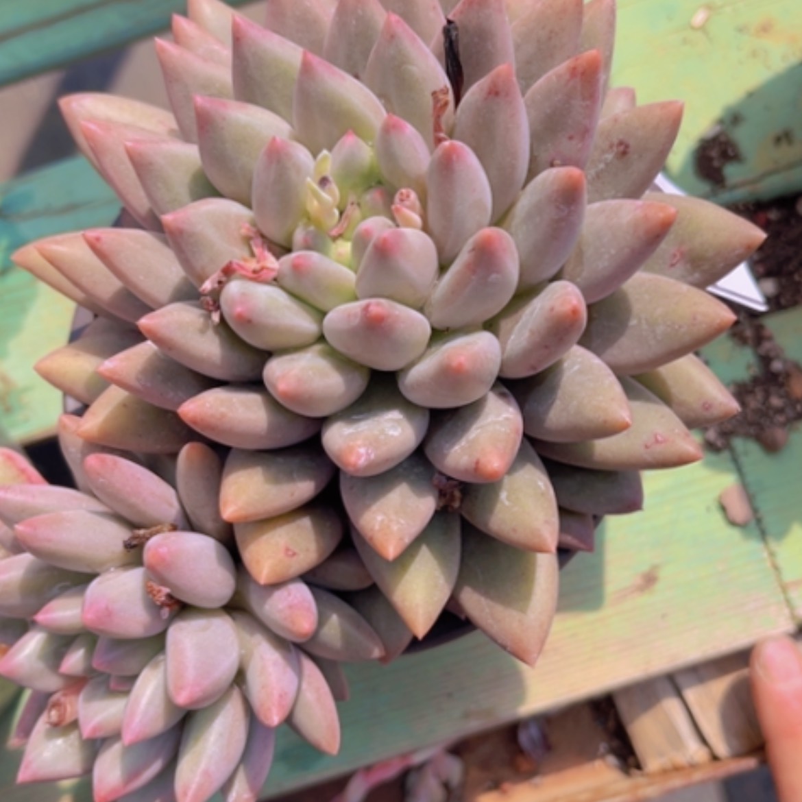 【闪购商品】金鱼姬1944