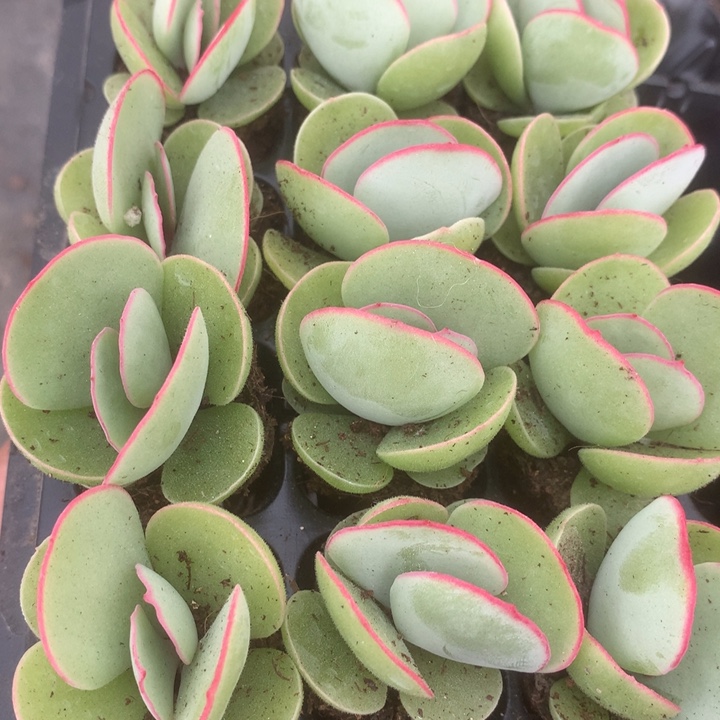 白眉7颗。 （满9.99包邮不满9.99发叶子）