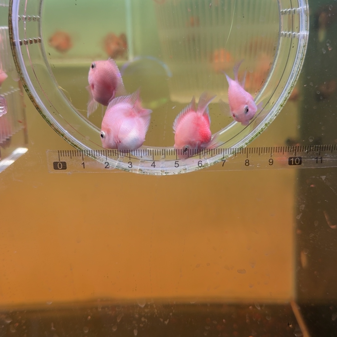 鹦鹉鱼胭脂粉一对