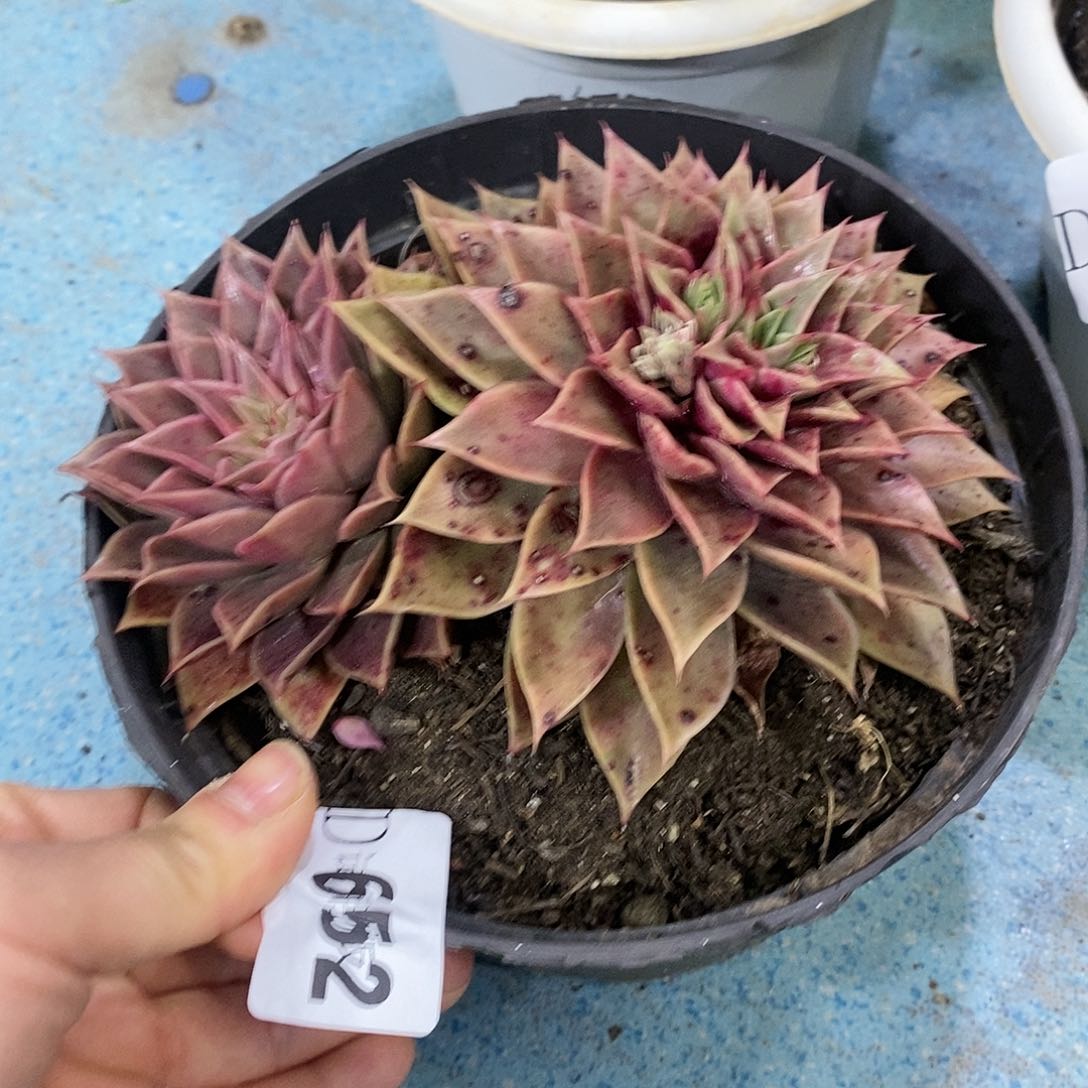 阳*头652皮皮虾多肉