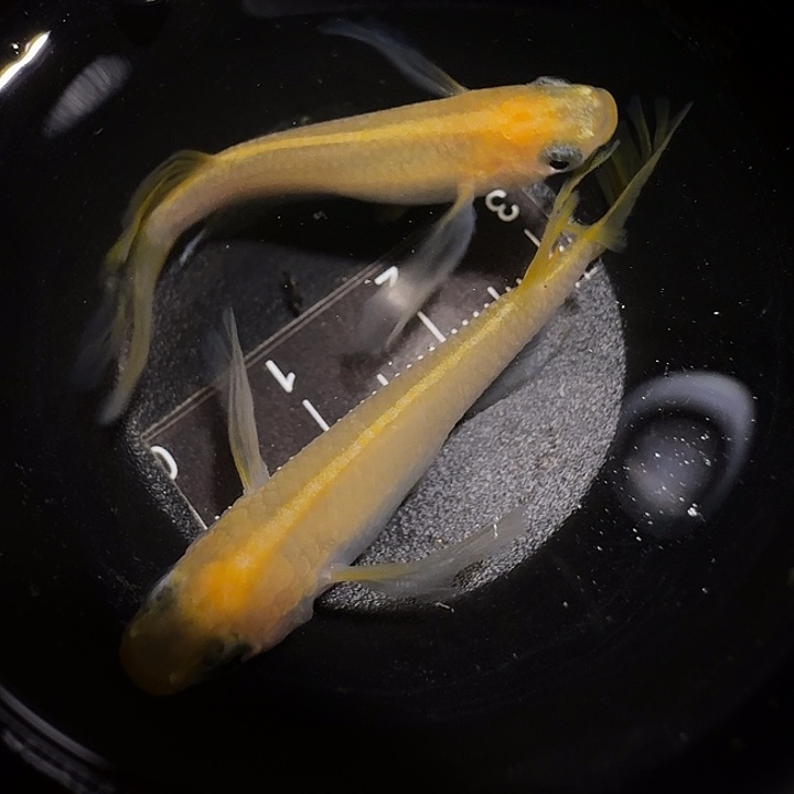 青鳉鱼一物一拍255