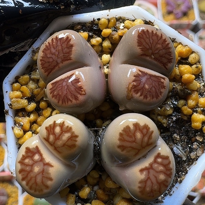 生石花1111112。   306