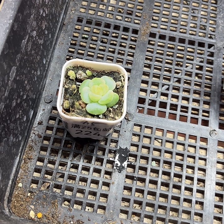 224  一物一拍 满20包邮