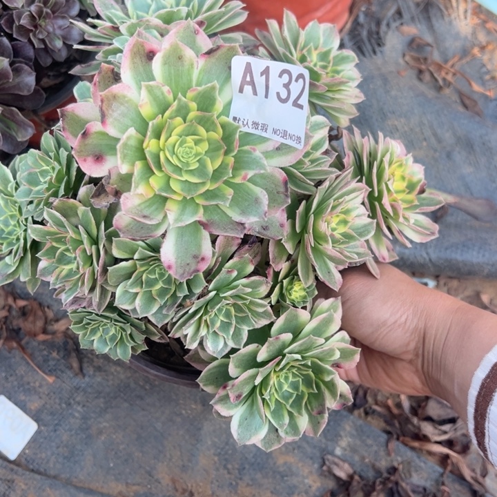 海王多肉植物132.