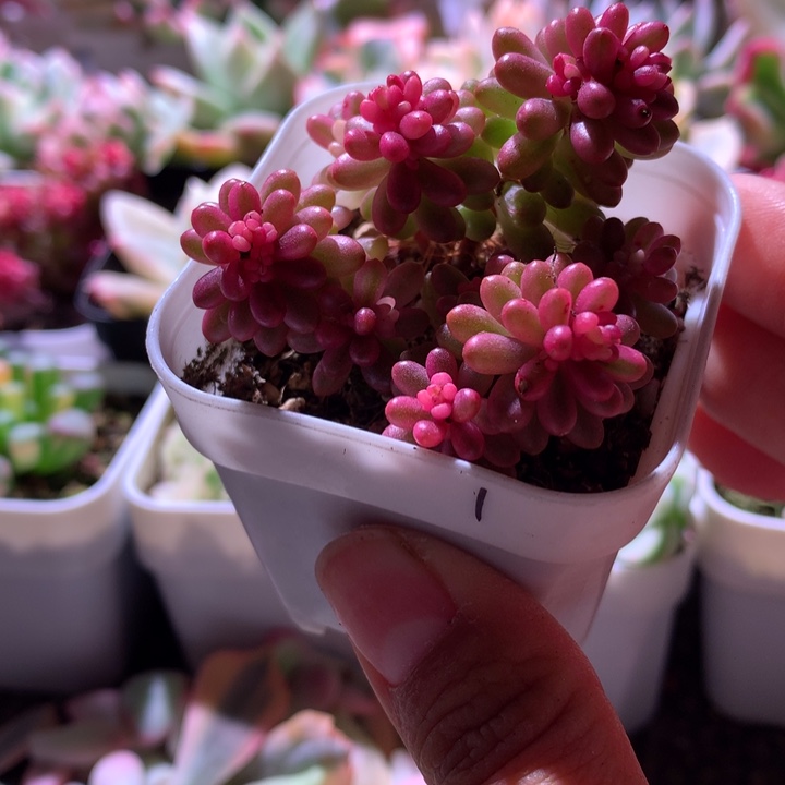 纯福利浆果锦有根
