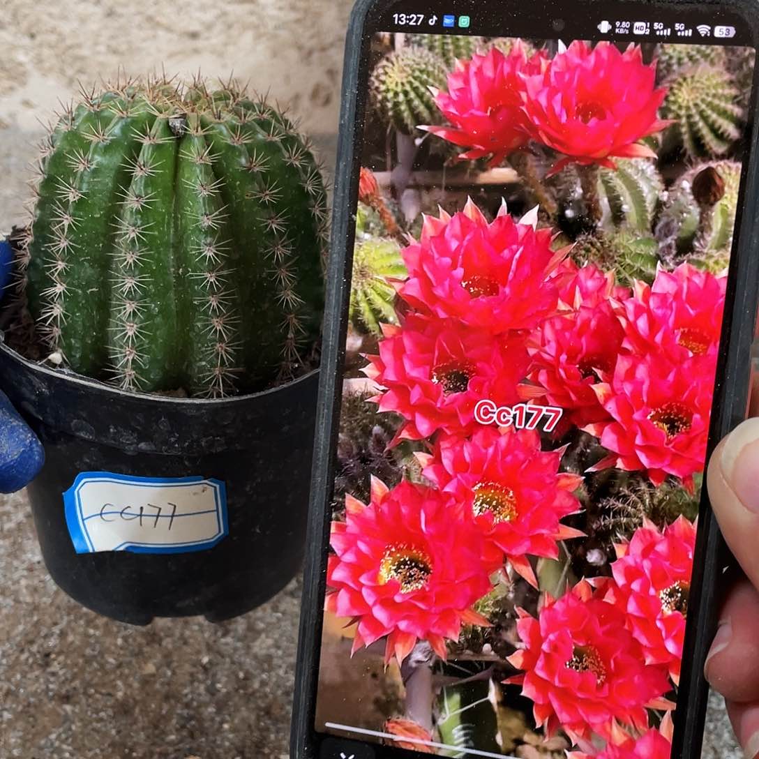 Cc177自根球6公分以上满18包邮