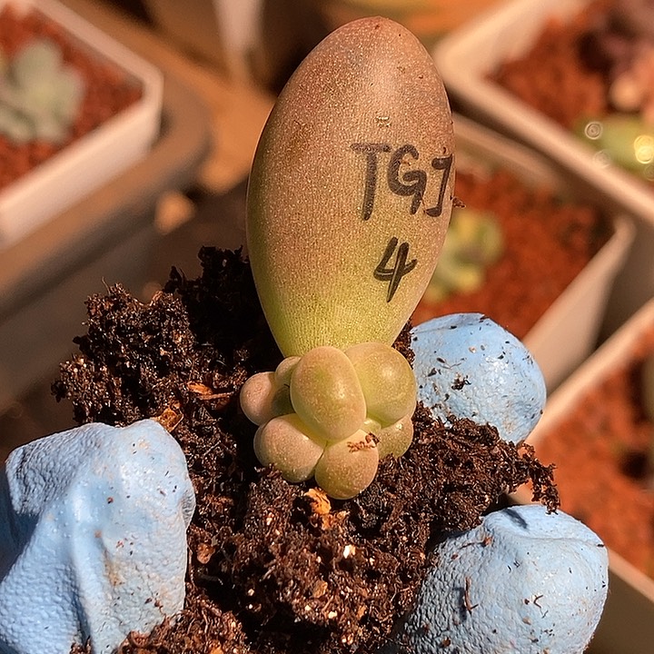 糖果美人锦基因多肉